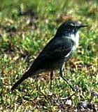 Plain-capped Ground-Tyrant - Photo copyright Don Roberson