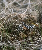 Plains-wanderer - Photo copyright Pieter van der Luit