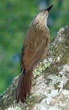 Planalto Woodcreeper - Photo copyright Arthur Grosset