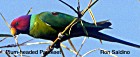 Plum-headed Parakeet - Photo copyright Ronald Saldino