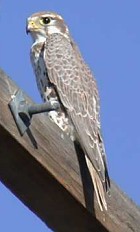 Prairie Falcon - Photo copyright Bill Schmoker