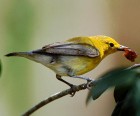 Prothonotary Warbler - Photo copyright Eladio Fernandez