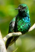 Puerto Rican Emerald - Photo copyright Rafael Rodriquez-Mojica