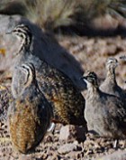 Puna Tinamou - Photo copyright Steve Metz
