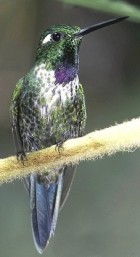 Purple-bibbed Whitetip - Photo copyright James Ownby