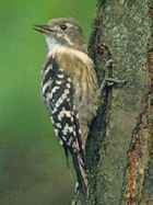 Pygmy Woodpecker - Photo copyright Kim Hyun-Tae