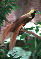 Raggiana Bird-of-Paradise - Photo copyright Honolulu Zoo
