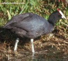 Red-knobbed Coot - Photo copyright Safaricamlive