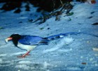 (Red-billed) Blue Magpie - Photo copyright Christian Artuso