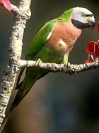 Red-breasted Parakeet - Photo copyright Ronald Saldino