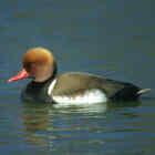 Red-crested Pochard - Photo copyright Don DesJardin