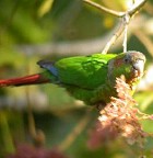 Red-eared (Blood-eared) Parakeet - Photo copyright Jurgen Beckers