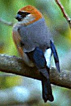 Red-headed Bullfinch - Photo copyright Sumit Sen