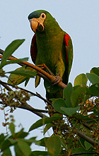 Red-shouldered Macaw - Photo copyright Simon Woolley