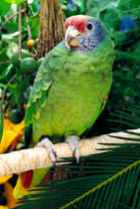 Red-tailed Amazon - ENDANGERED - Photo copyright Loro Parque Fundación