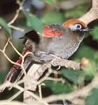 Red-tailed Laughingthrush - Photo copyright David Massie