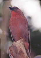 Red-throated Ant-tanager - Photo copyright Marcus Martin