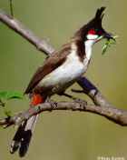 Red-Whiskered Bulbul - Photo copyright Vijay Cavale