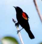 Red-winged Blackbird - Photo copyright Jean Coronel