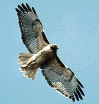Red-tailed Hawk - Photo copyright Tony Galvan