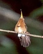 Reddish Hermit - Photo copyright Anke Poggel