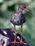 Redshank - Photo copyright David Lingard