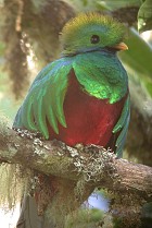 Resplendant Quetzal - National Bird of Guatemala - Photo by Steve Bird