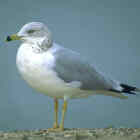 Ring-billed Gull - Photo copyright Don DesJardin