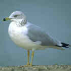 Ring-billed Gull - highest breeding density - Photo copyright Don DesJardin