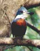 Ringed Kingfisher (female) - Photo copyright Jean Coronel