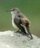 Rock Wren - Photo copyright Bill Schmoker