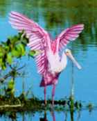 Roseate Spoonbill - Photo copyright Peter Wallack