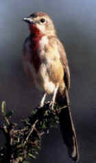 Rosy-patched Brush-shrike - Photo copyright Paul and Helen Harris