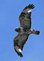 Rough-legged Hawk (Buzzard) - Photo copyright George McCarthy
