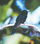 Royal Sunangel - Photo copyright Thoma Valqui with Neotropical Journeys