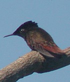 Ruby-topaz Hummingbird - Phot copyright Pascal Dubois