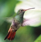 Rufous-tailed Hummingbird - Photo copyright Peter Jones