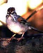 Rufous-winged Sparrow - Photo copyright Bob O'Brien