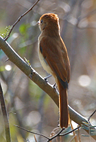 Rufous Casiornis - Photo copyright Simon Woolley