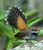 Rufous Fantail - Photo copyright Greg Holland and Leon Keasey