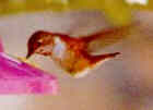 Rufous Hummingbird - Photo copyright Bert Frenz