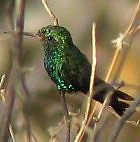 Salvin's Emerald - Photo copyright Knut Eisermann of Cayaya Birding