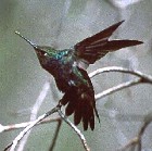 Sapphire-spangled Emerald - Photo copyright Jeff Blincow