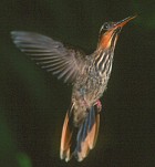 Saw-billed Hermit - Photo copyright Arthur Grosset