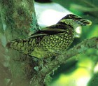 Scaled Fruiteater - Photo copyright Tropical Birding