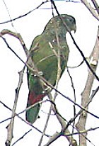 Scaly-headed Parrot - Photo copyright Arthur Grosset