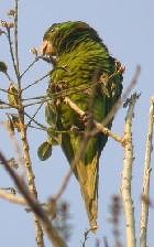 Scarlet-fronted Parakeet - Photo copyright Jurgen Beckers