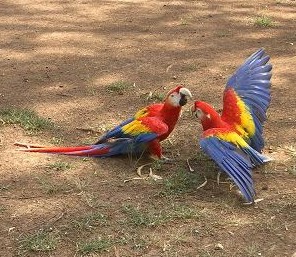 Scarlet Macaws -  Photo copyright Jean Coronel