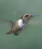 Scintillant Hummingbird - Photo copyright Allen Chartier