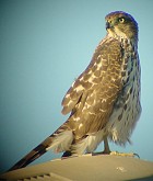 Sharp-shinned  Hawk - Photo copyright Southwest Birders